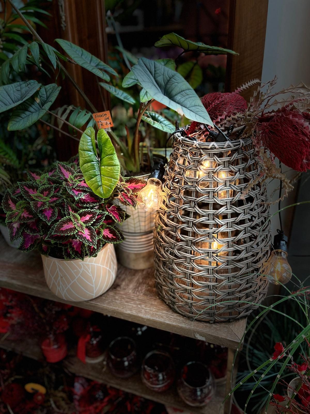 Plantes vertes Plantes vertes, compositions